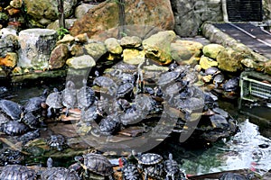 group of turtle sitting near pound side