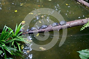 Group of turtle walking on branch of tree fall