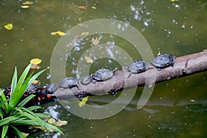 group of turtle walking on branch of tree fall