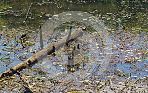 A Group of Turtles Resting on a Log