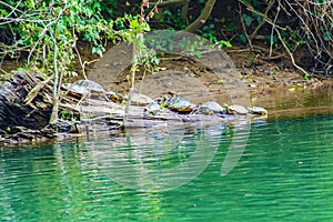 Group of Turtles Resting on a Log