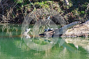 Group of Turtles Resting on a Log