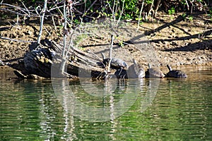 Group of Turtles Resting on a Log