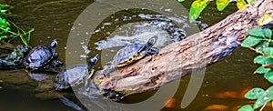 Group of turtles sitting at the water side, popular tropical pets from America, Semi aquatic reptiles