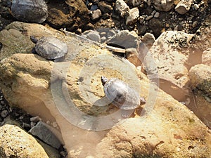 Group of Turtles on Stone