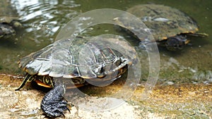 Group of turtles swimming in the little pond in public garden