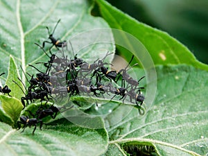 A group Twig wilter nymphs on a Ribbon bush leaf