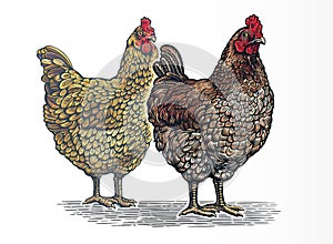 Group of two chickens, in graphic engraved style.