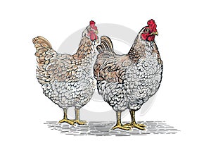 Group of two chickens, in graphic (engraved) style and painted color