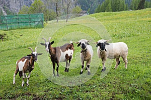 group of two cute sheep and goats, green pasture