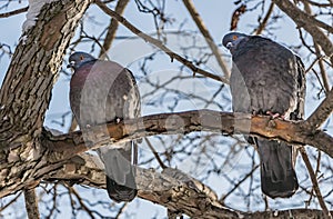 A group of two gray pigeons birds with orange eyes on the brown tree with white snow and without foliage against the