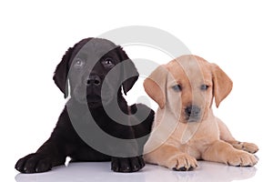 Group of two labradors retrievers on white background