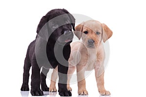 Group of two labradors retrievers on white background