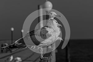 A group of two seagulls or gulls stand in a row