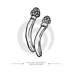 A group of two toxic magical hallucinogenic mushrooms. Black and white drawing of psilocybin mushrooms. Vector illustration