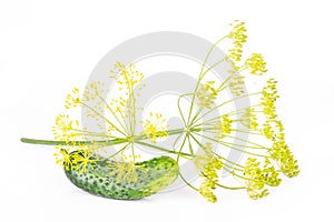 Fresh yellow dill flowers isolated on white