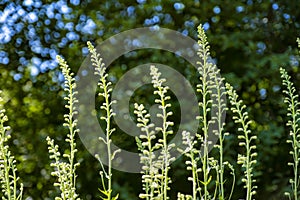 A group of unblown blue Delphinium flowers