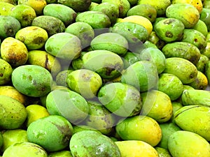 Group of unripe bruised yellow green mangos organized in rows at a market