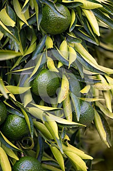 Group of unripe citrus mandarin on a tree branch. GMO free, Non GMO agriculture.