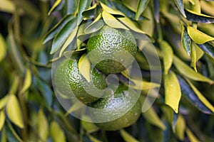 Group of unripe citrus mandarin on a tree branch. GMO free, Non GMO agriculture.