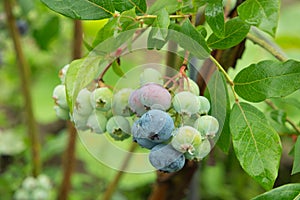 Group unripe and ripe mellow blueberries on the green Bush.