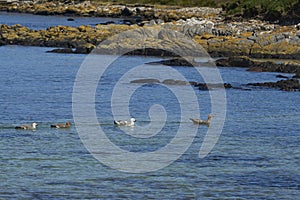 Group of Upland Geese in the sea