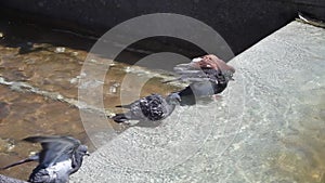 A group of urban pigeon birds swiming in water