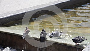 A group of urban pigeon birds swiming in water