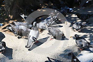 Group of urban pigeons gather for food