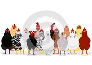 Various chicken group photo