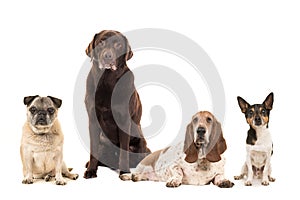 Group of various breeds of elderly senior dogs isolated on a white background