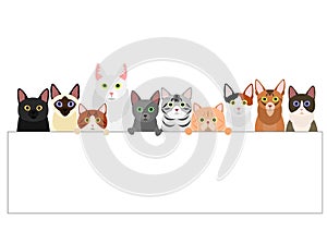 Group of  various cats with white board
