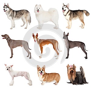 Group of various dogs