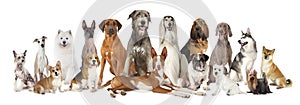 Group of various kind of purebred dogs
