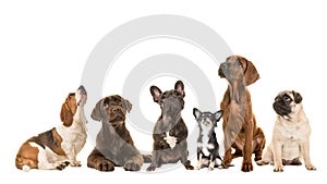 Group of various kind of purebred dogs sitting next to each other looking up