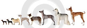 Group of various size dogs over white