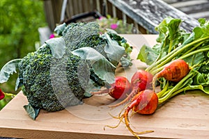 Group of vegetables from the garden