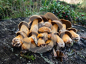 Group of the velvet bolete or variegated bolete (Suillus variegatus) on the tree stem in the forest