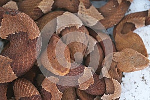 Group of venomous copperhead snakes closeup