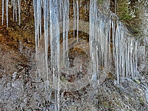 Group of very large icecles hang on a wall