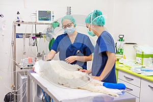 Group of veterinarian surgeons at work