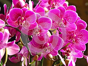 Group of vibrant bright pink orchids in full bloom