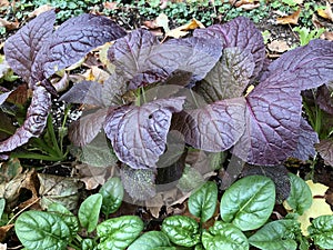 Row of Purple Mustard Greens and Spinach Plants