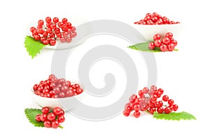 Group of viburnum berries close-up on white