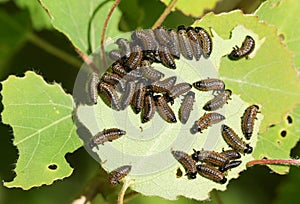 A group of Viburnum leaf beetle larvae, feeding on an Aspen tree leaf, Populus tremula, in woodland in the UK.