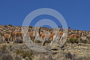 Vicuna in Lauca National Park, Chile