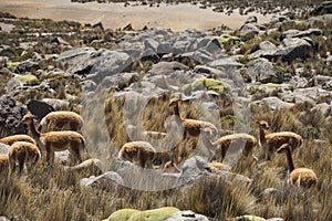A group of vicuna in the wild of Cusco, Peru.