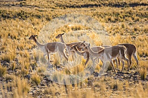 Group of vicunas in the peruvian Andes photo