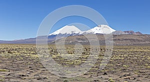 Group of vicuÃ±a Vicugna vicugna or vicugna