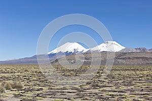 Group of vicuÃ±a (Vicugna vicugna) or vicugna